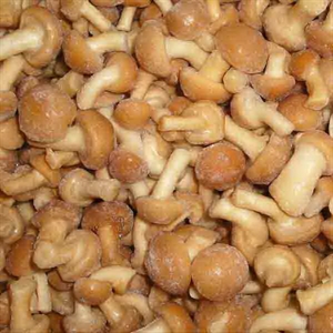 Picture of Frozen nameko